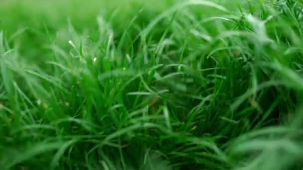 Mooie groene weelderige gras achtergrond. Close-up weergave — Stockvideo