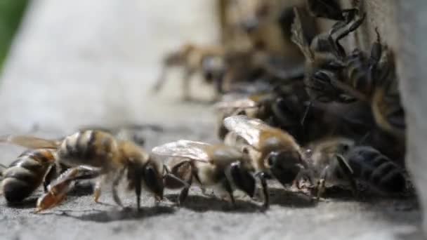 Σμήνος μελισσών κύκλο γύρω από την κυψέλη. Apiary, μελισσοκομία, συλλογική εργασία για τη γεωργία. Τα έντομα είναι στην είσοδο της κυψέλης. Μακροεντολή. — Αρχείο Βίντεο
