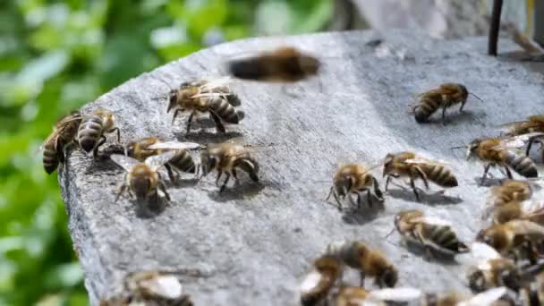 Arılar, kovan etrafında çember. Apiyer, Arıcılık, kolektif iş kavramı arı tarım. Böcekler kovan girişinde. Makro. — Stok video