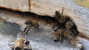 Arılar, kovan etrafında çember. Apiyer, Arıcılık, kolektif iş kavramı arı tarım. Böcekler kovan girişinde. Makro.