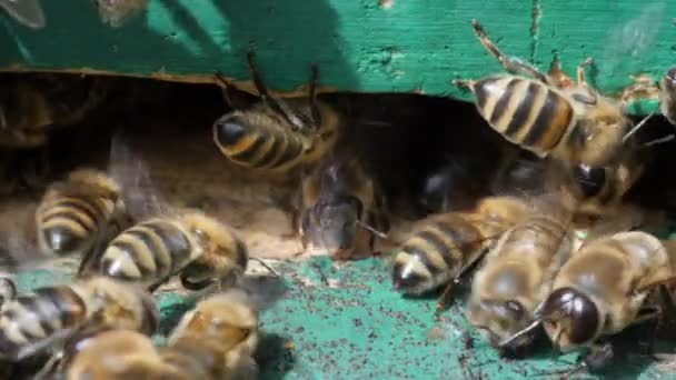 Svärm av bin cirklar runt om Kupan. Apiary, biodling, kollektivt arbete koncept Bee jordbruk. Insekter är vid ingången till kupan. Makro. — Stockvideo