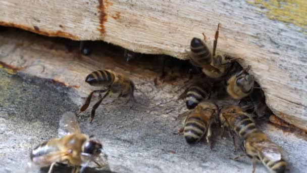 巣の周りにミツバチの群れが周りを回る。アピアリー、養蜂、集団作業概念ミツバチ農業。昆虫は巣の入り口にあります。マクロ. — ストック動画