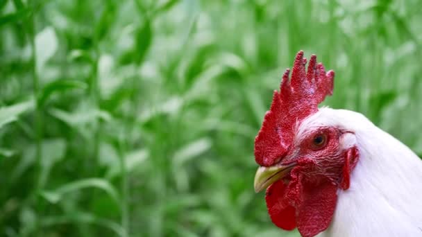 Krásný blízký portrét bílého ptáka na domácí farmě. Koncepce udržování ekologického zemědělství. Kohout s červeným hřebenem hledaje fotoaparát — Stock video