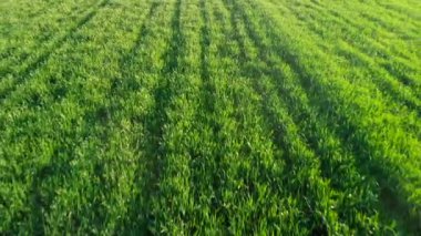 Drone tarım sahasında büyüyen tahılın üzerinde geriye doğru uçuyor. Aerial.Wheat alan manzara. Yeşil sanayi, yazın çayır. Doğal Arka Plan.