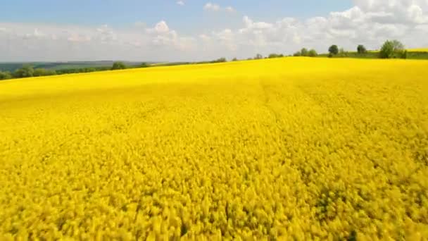 Lucht boven het zicht van koolzaad veld bloei. Drone vliegt vooruit. Gele achtergrond. Agrarische platteland lente landschap — Stockvideo