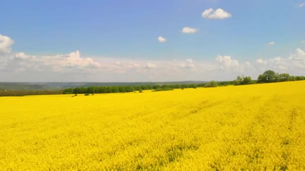 Lucht boven het zicht van koolzaad veld bloei. Drone vliegt naar voren en stijgt op. Gele achtergrond. Agrarische platteland lente landschap — Stockvideo
