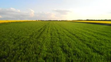 Aerial.Wheat alan manzara. Yeşil sanayi, yazın çayır. Drone alçaka doğru uçar ve tarım sahasında tahıl ın üzerinde yükselir. Doğal Arka Plan.