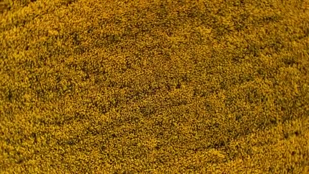 Vista aérea del campo de colza de canola floreciendo. Drone gira en sentido horario y despega sobre el campo amarillo . — Vídeos de Stock