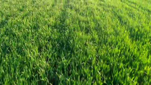 Aerial.Trigo campo paisaje.Green industria, prado en verano.Drone volar hacia adelante y se eleva por encima del grano . — Vídeo de stock