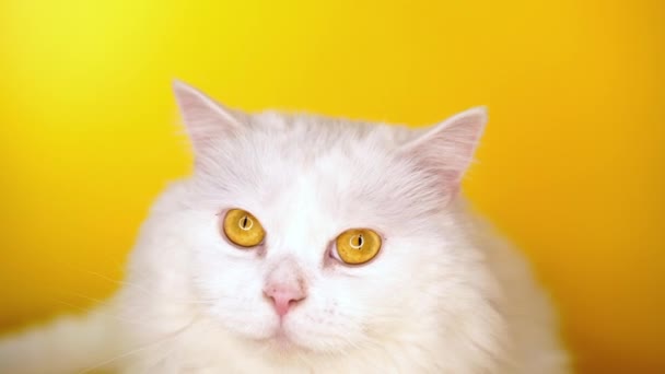 Retrato de gato peludo está lambendo em amarelo background.style, conceito de animal legal — Vídeo de Stock