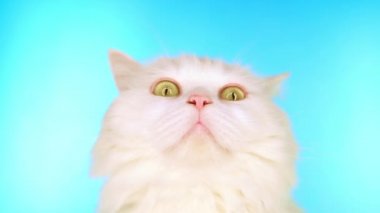 Sevimli sevimli evcil hayvan. Stüdyoda mavi arka plan üzerinde kabarık beyaz kedi. Hayvanlar, doğa, kedi konsepti.