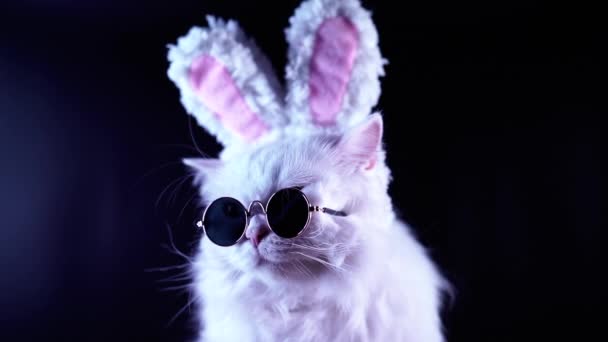 Portrait of funny cat in fashion sunglasses and soft rabbit ears. Studio footage. Luxurious domestic kitty in glasses poses on black background. — Stock Video