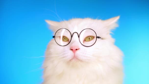 Söta inhemska husdjur i runda transparenta glasögon. Furry katt på blå bakgrund i studion. Djur, utbildning, vetenskaps koncept. — Stockvideo
