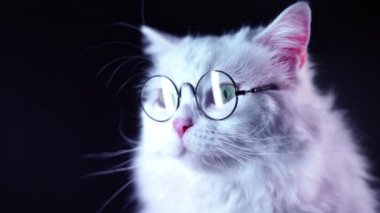 Uzun saçlı ve yuvarlak gözlüklü yayla düz kabarık kedi Portresi. Moda, stil, havalı hayvan konsepti. Stüdyo görüntüleri. Koyu arka planda beyaz kedicik. 