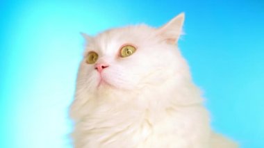 Stüdyoda mavi arka plan üzerinde kabarık beyaz kedi. Sevimli sevimli evcil hayvan. Hayvanlar, doğa, kedi konsepti.