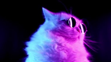 Moda gözlük beyaz kürklü kedi portresi. Stüdyo neon ışık görüntüleri. Gözlük lüks yerli kedicik siyah arka plan üzerinde pozlar.