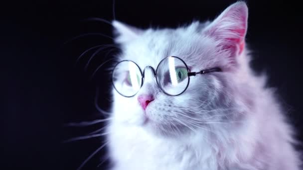 Portrait of highland straight fluffy cat with long hair and round glasses. Fashion, style, cool animal concept. Studio footage. White pussycat on dark background. — Stock Video