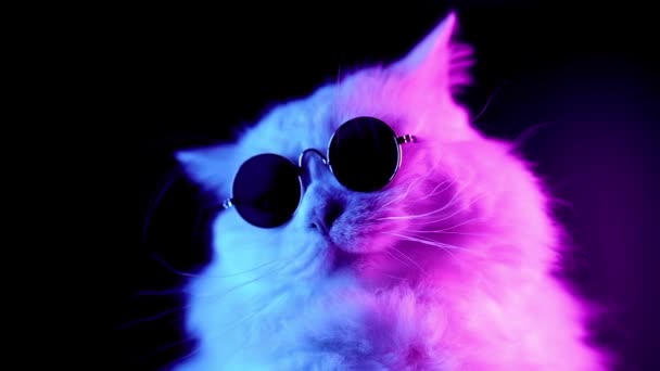 Porträt einer Hochlandkatze mit langen Haaren und runder Brille im Neonlicht. Mode, Stil, cooles Tierkonzept. Studiomaterial. weiße Pussycat auf dunklem Hintergrund. — Stockvideo
