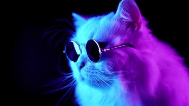 Moda gözlük beyaz kürklü kedi portresi. Stüdyo neon ışık görüntüleri. Gözlük lüks yerli kedicik siyah arka plan üzerinde pozlar.