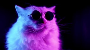 Neon ışık ta uzun saçlı ve yuvarlak gözlüklü yayla düz kabarık kedi portresi. Moda, stil, havalı hayvan konsepti. Stüdyo görüntüleri. Koyu arka planda beyaz kedicik. 