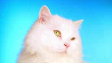 Sevimli sevimli evcil hayvan. Stüdyoda mavi arka plan üzerinde kabarık beyaz kedi. Hayvanlar, doğa, kedi konsepti.