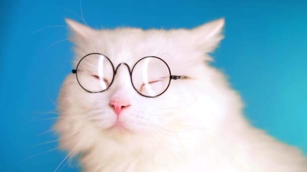 Grazioso animale domestico in bicchieri trasparenti rotondi. Gatto peloso su sfondo blu in studio. Animali, istruzione, concetto di scienza . — Video Stock