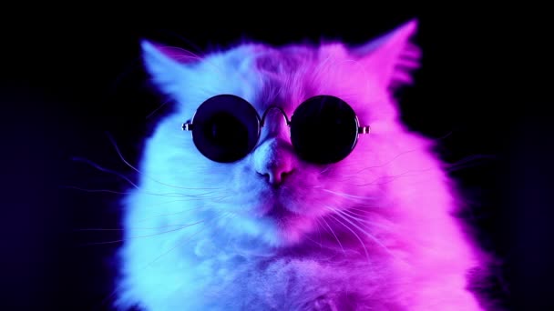 Porträt einer weißen pelzigen Katze mit modischer Brille. Studio-Neon-Licht-Aufnahmen. luxuriöse häusliche Miezekatze in Brille posiert auf schwarzem Hintergrund. — Stockvideo