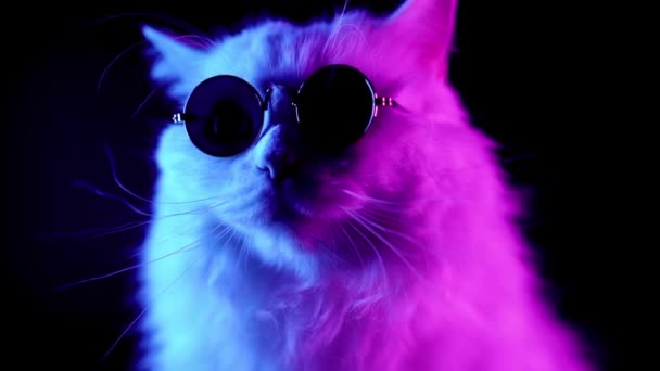 Portrait of white furry cat in fashion eyeglasses. Studio neon light footage. Luxurious domestic kitty in glasses poses on black background. — Stock Video