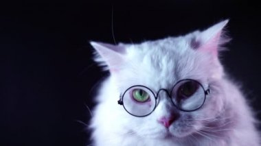 Uzun saçlı ve yuvarlak gözlüklü yayla düz kabarık kedi Portresi. Moda, stil, havalı hayvan konsepti. Stüdyo görüntüleri. Koyu arka planda beyaz kedicik. 