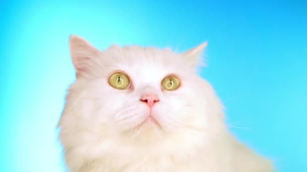Sevimli sevimli evcil hayvan. Stüdyoda mavi arka plan üzerinde kabarık beyaz kedi. Hayvanlar, doğa, kedi konsepti. — Stok video
