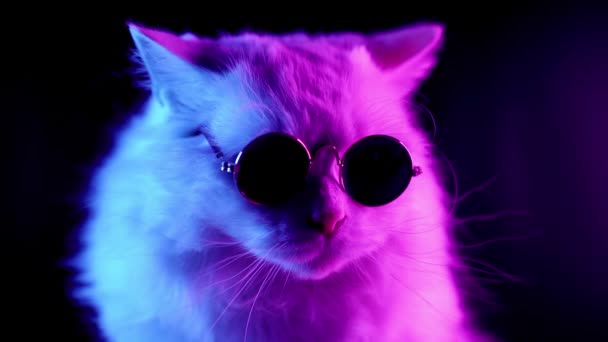 Neon ışık ta uzun saçlı ve yuvarlak gözlüklü yayla düz kabarık kedi portresi. Moda, stil, havalı hayvan konsepti. Stüdyo görüntüleri. Koyu arka planda beyaz kedicik. — Stok video