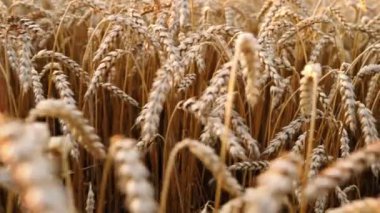 Pastoral manzara, sonsuz altın buğday alanı. Hasat, Doğa, tarım, hasat kavramı. Kamera soldan sağa doğru hareket ediyor.