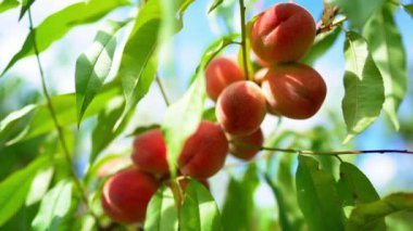 Güneş ışığında olgun sulu şeftali. Meyve bahçesinde ağaç dalı. Temiz meyve bahçesi, hasat, tatlı gıda konsepti.