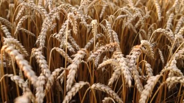 Yellow ripe ears of barley plants in wheat field. Harvest, nature, agriculture, harvesting concept. — Stock Video