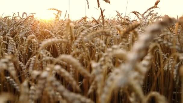 Gele rijpe oren van gerst planten, tarwe veld. Oogst, natuur, landbouw, oogst concept. camera stijgt onder de tarwe — Stockvideo