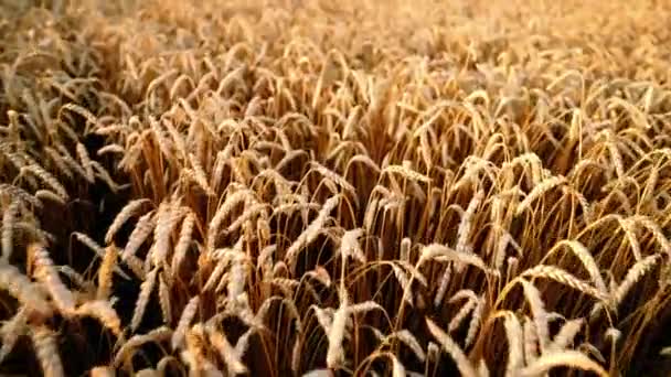 A câmara avança sobre o trigo dourado maduro ao pôr-do-sol. Colheita, natureza, agricultura, conceito de colheita . — Vídeo de Stock