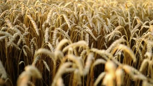 Жовті золотисті стиглі вуха рослин ячменю на пшеничному полі. Мирна сцена. Концепція охорони здоров'я . — стокове відео