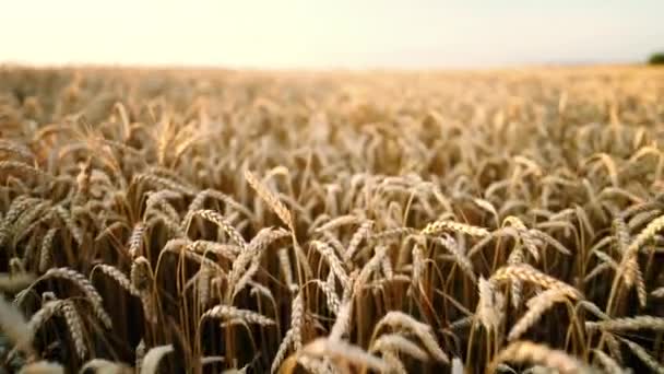 Camera beweegt voorwaarts over rijpe gouden tarwe bij zonsondergang licht. Oogst, natuur, landbouw, oogst concept. — Stockvideo