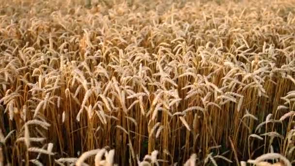 Orejas amarillas maduras de plantas de cebada balanceándose por el viento en el campo de trigo. Cosecha, naturaleza, agricultura, concepto de cosecha . — Vídeos de Stock