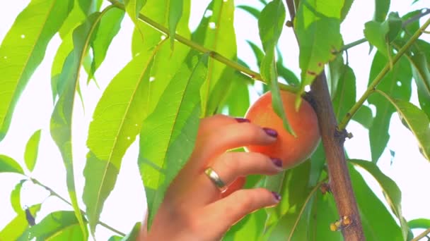 Las manos femeninas arrancan frutos maduros del melocotonero en el jardín de verano. Hermosa escena, concepto de cosecha. Alimentación saludable . — Vídeo de stock