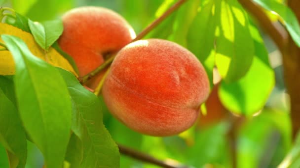 Vrouwelijke hand pick rijp sappige perziken uit perzikboom. Tak in fruittuin. Schone boomgaard, oogst, zoet voedsel concept. — Stockvideo