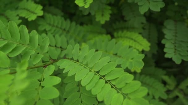 Verão acácia árvore fundo. Folhas de textura verde. Cor fresca bonita . — Vídeo de Stock