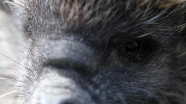 Close-up face of hedgehog. Macro shot. — Stock Video