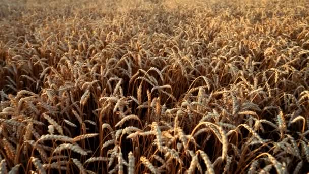 Żółte dojrzałe uszy jęczmiennych roślin kołysząc się przez wiatr w polu pszenicy. Zbiory, przyroda, rolnictwo, koncepcja zbioru. — Wideo stockowe