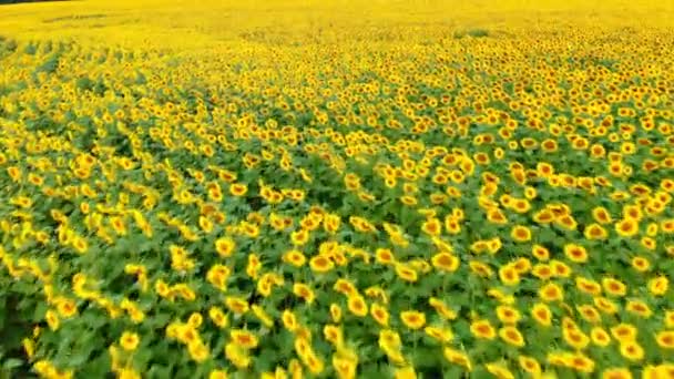 Agricultura, concepto de cosecha. Ucrania es el primer exportador mundial de semillas de girasol y aceite. AERIAL: Vuelo de drones sobre campo de girasol . — Vídeo de stock