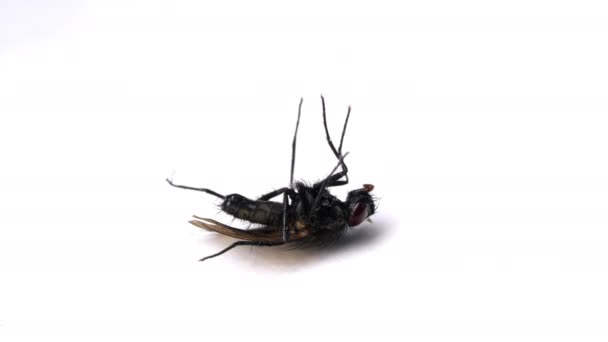 Mourir insecte.Mouche se trouve sur une surface blanche isolée et meurt . — Video