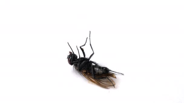 Flugan ligger på en vit yta isolerad och dör. Döende insekt. — Stockvideo