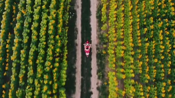 Antenne, Top drone footage weergave. vrouw berijdt scooter tussen zonnebloemvelden — Stockvideo