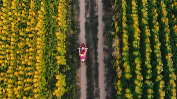Havadan, en iyi drone görüntüleri görüntü.kadın ayçiçeği tarlaları arasında scooter sürmek — Stok video