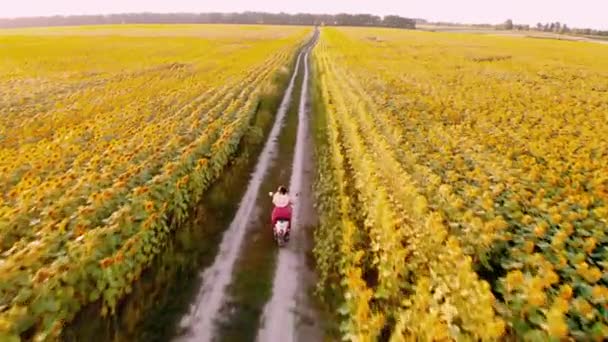 Jonge vrouw rijdt retro scooter of bromfiets tussen zonnebloemvelden — Stockvideo